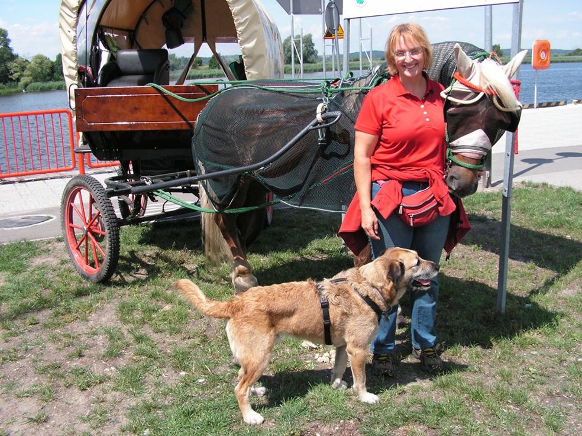 Wozem konnym przez Gryfino Wozem konnym przez Gryfino