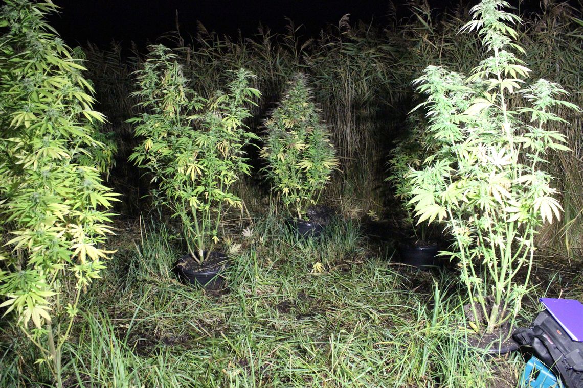 Wpadł, gdy doglądał krzewów konopi Wpadł, gdy doglądał krzewów konopi