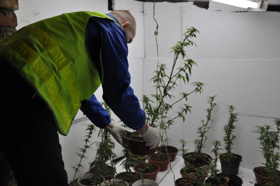 Wpadli hodowca i diler Wpadli hodowca i diler