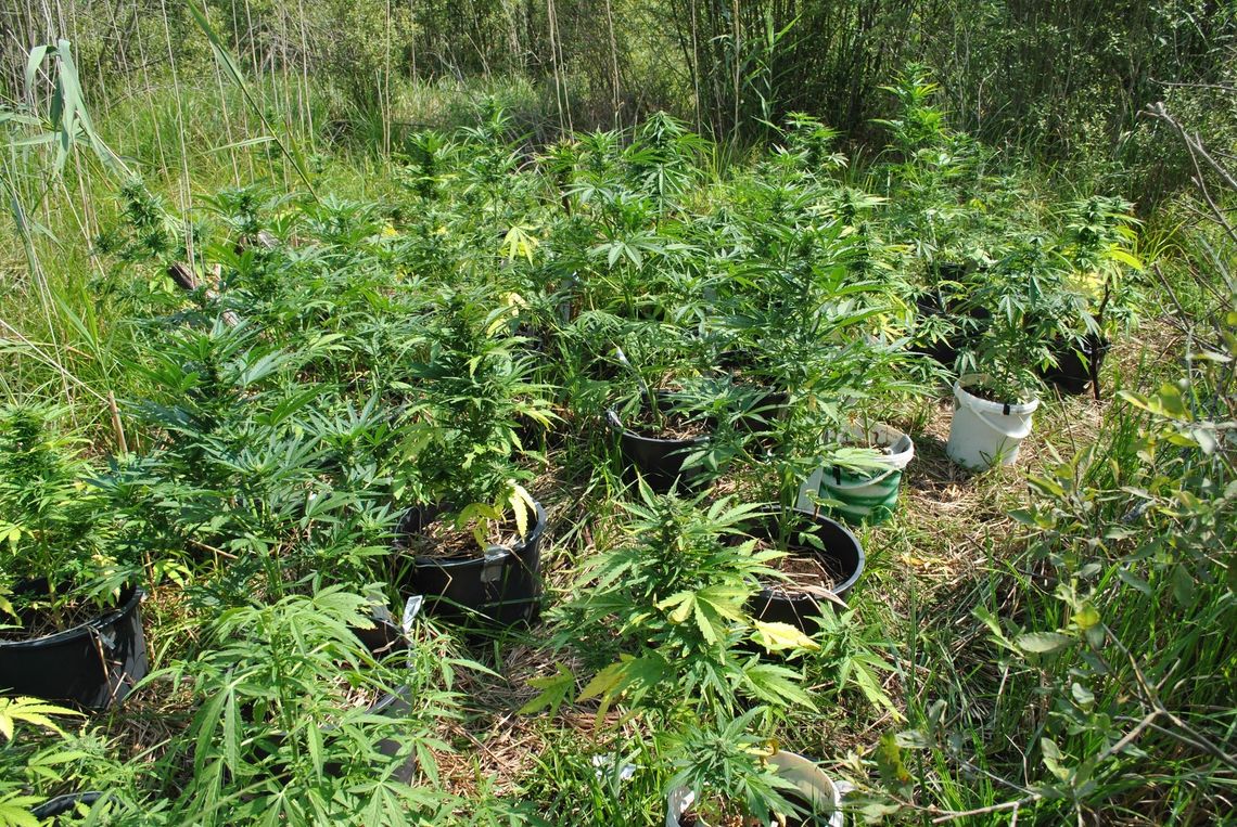 Wpadli w zasadzkę podczas podlewania Wpadli w zasadzkę podczas podlewania