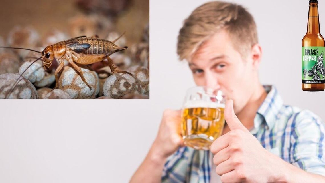 Pierniczki z mąką świerszczy, piwo z dodatkiem owadów Pierniczki z mąką świerszczy, piwo z dodatkiem owadów