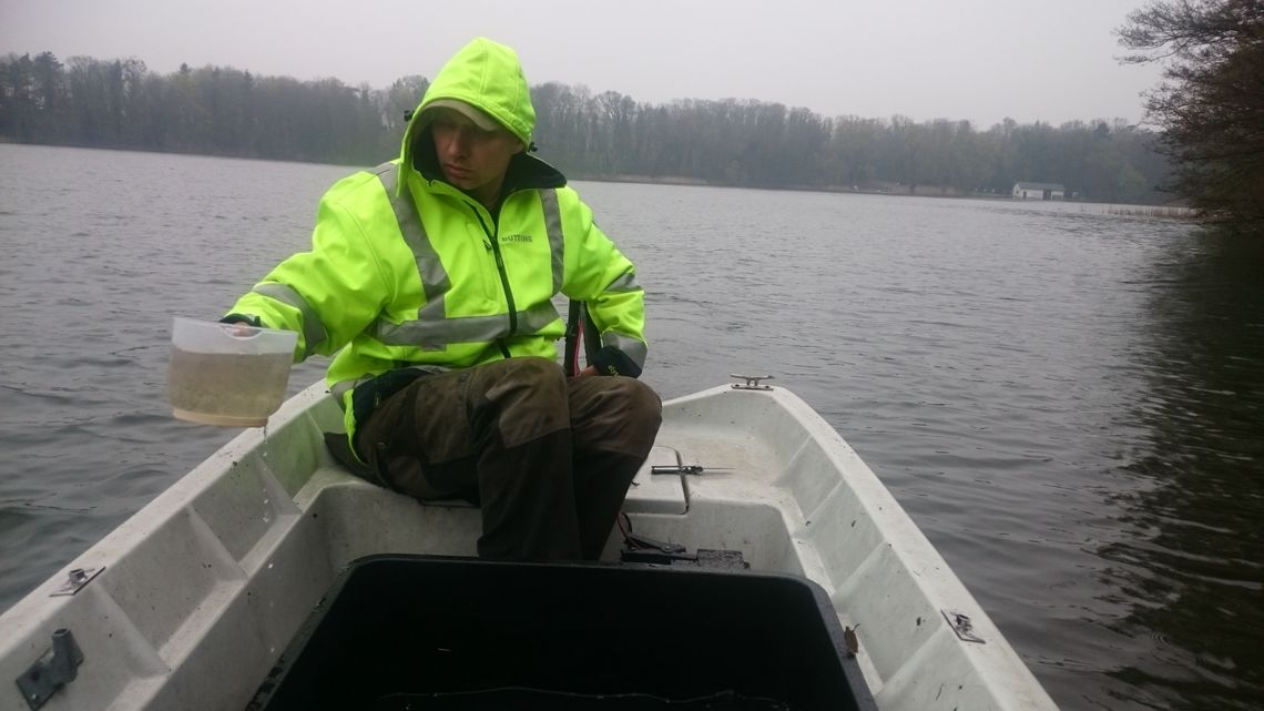 Wpuścili do wody 700 tys. sztuk szczupaka Wpuścili do wody 700 tys. sztuk szczupaka