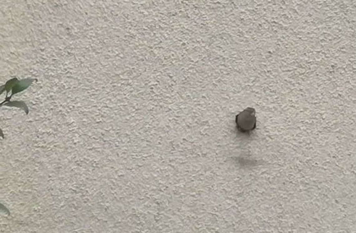 Wróbel - sąsiad zamieszkał w... ścianie [FOTO, WIDEO]