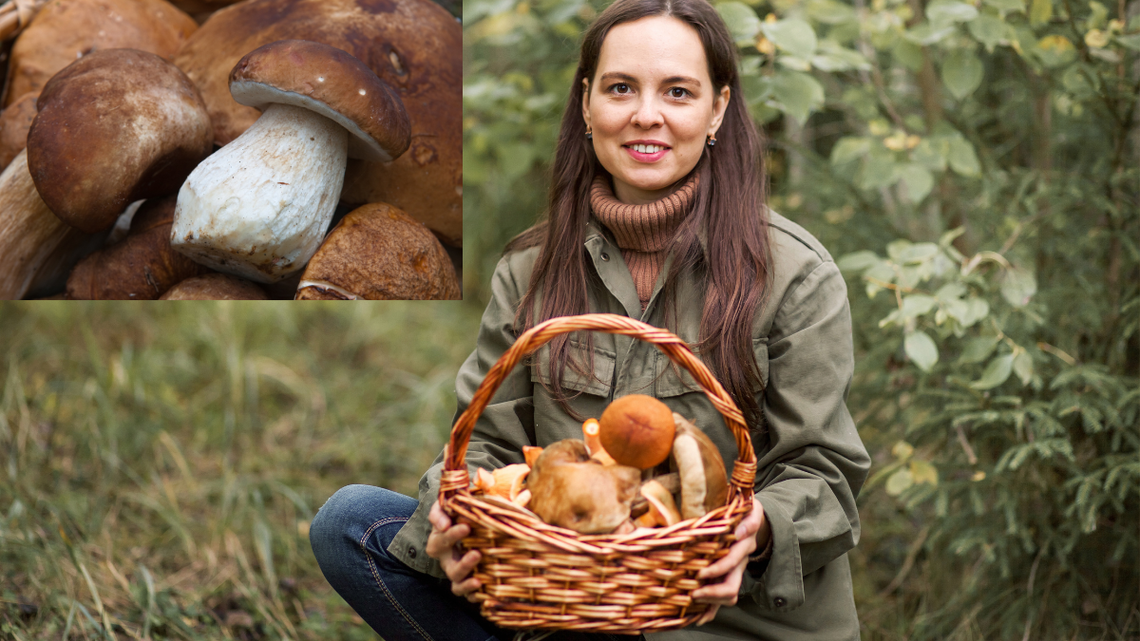 Popadało, teraz ciepło, więc mamy wysyp i idziemy do lasu. Jakie są ceny grzybów?