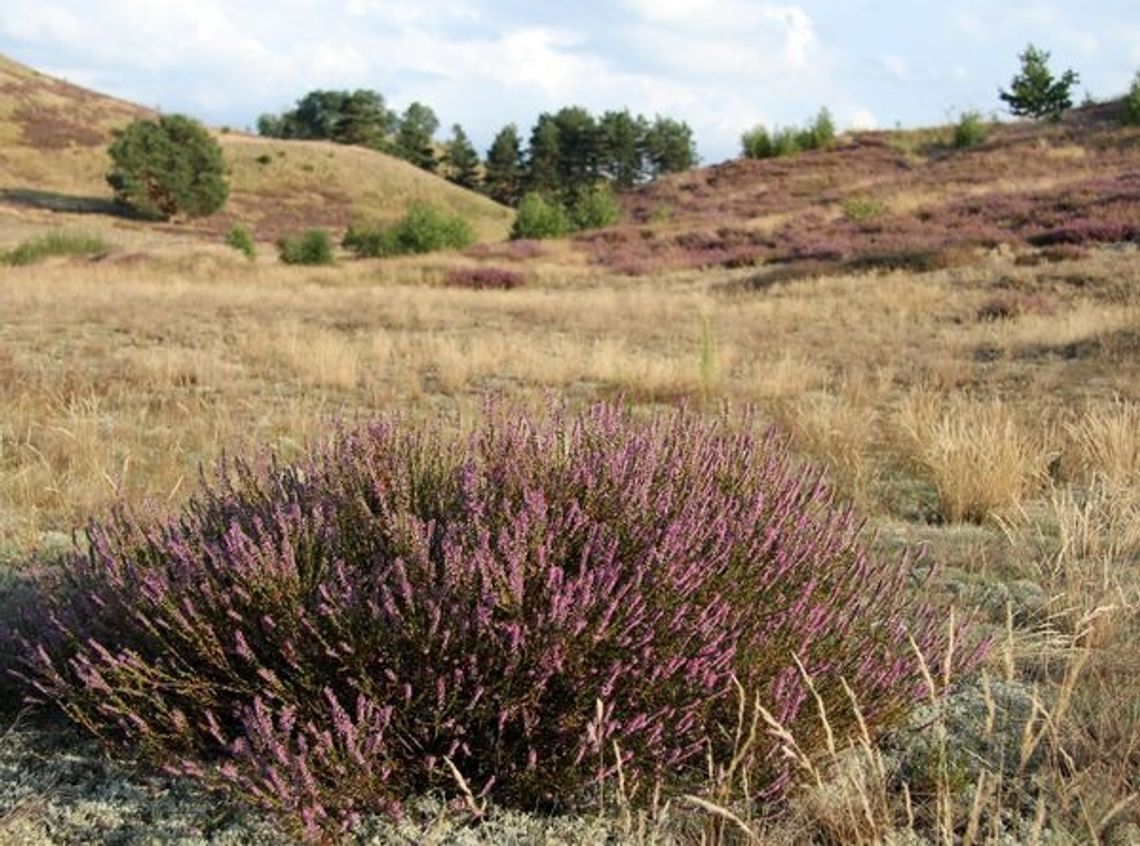 Wrzosy kwitną, idzie wrzesień Wrzosy kwitną, idzie wrzesień