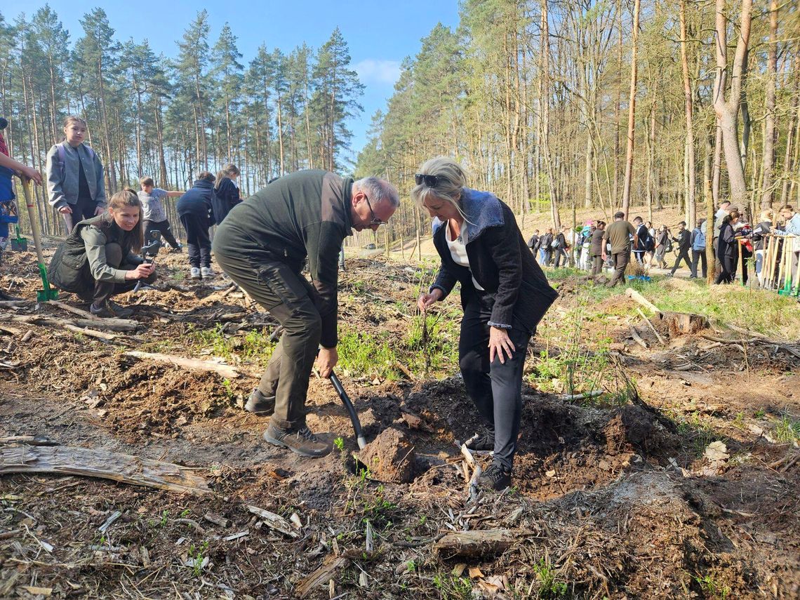 Wspólnie z uczniami posadzili kilka tysięcy dębów [ZDJĘCIA]