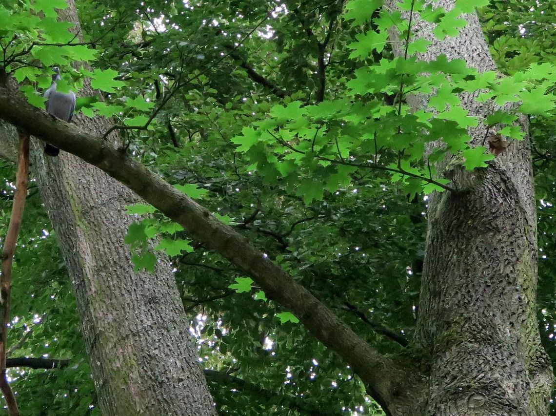 Wstydliwe nagrywanie w parku Wstydliwe nagrywanie w parku