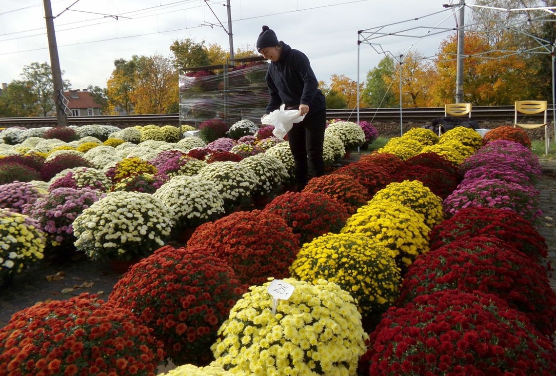 Wszystkich Świętych: po ile chryzantemy i znicze w Gryfinie? [ZDJĘCIA]