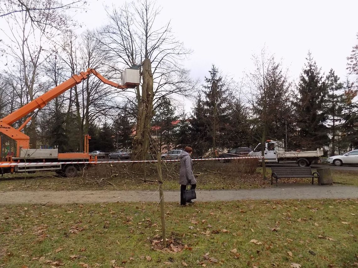 Wycięli drzewo w parku 