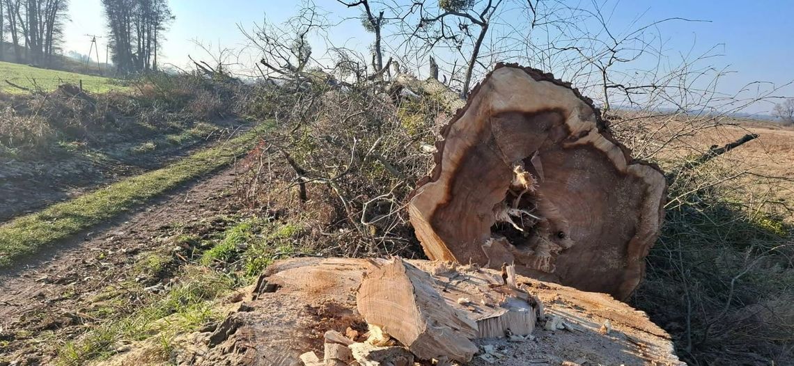 Wycięli kilkadziesiąt drzew. To sprawa dla prokuratury! - uważa czytelnik [ZDJĘCIA]