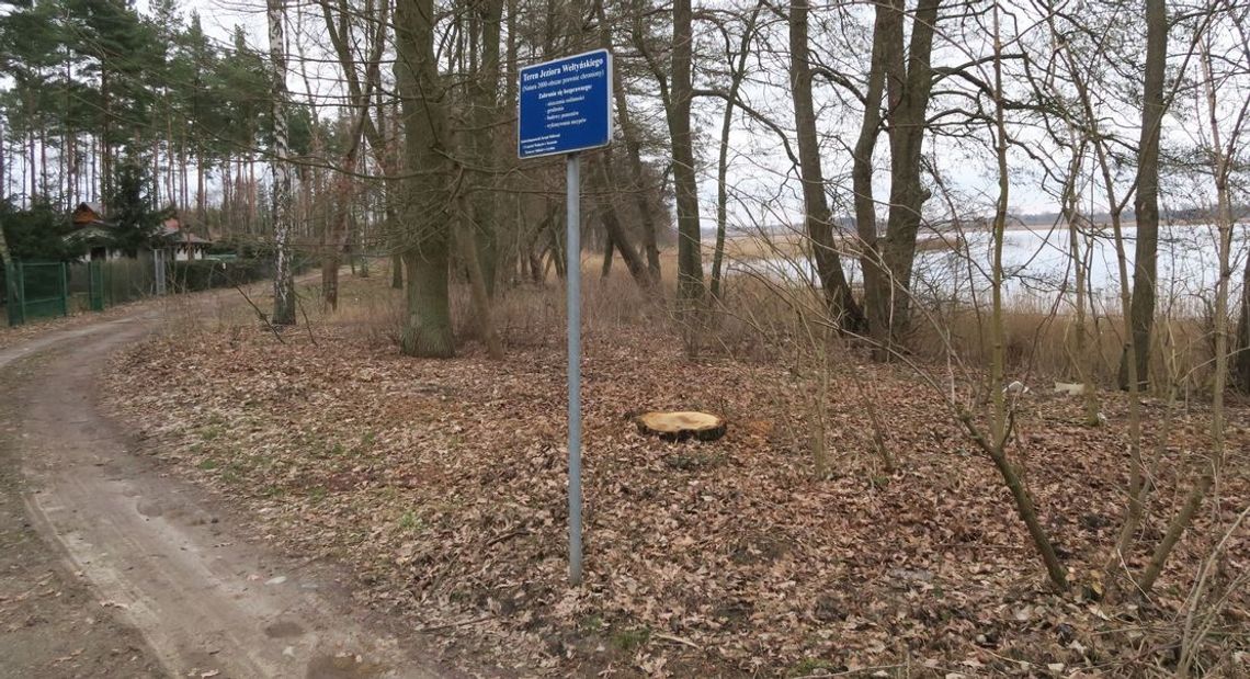 Wycięte drzewa nad Jeziorem Wełtyńskim w obszarze Natura 2000
