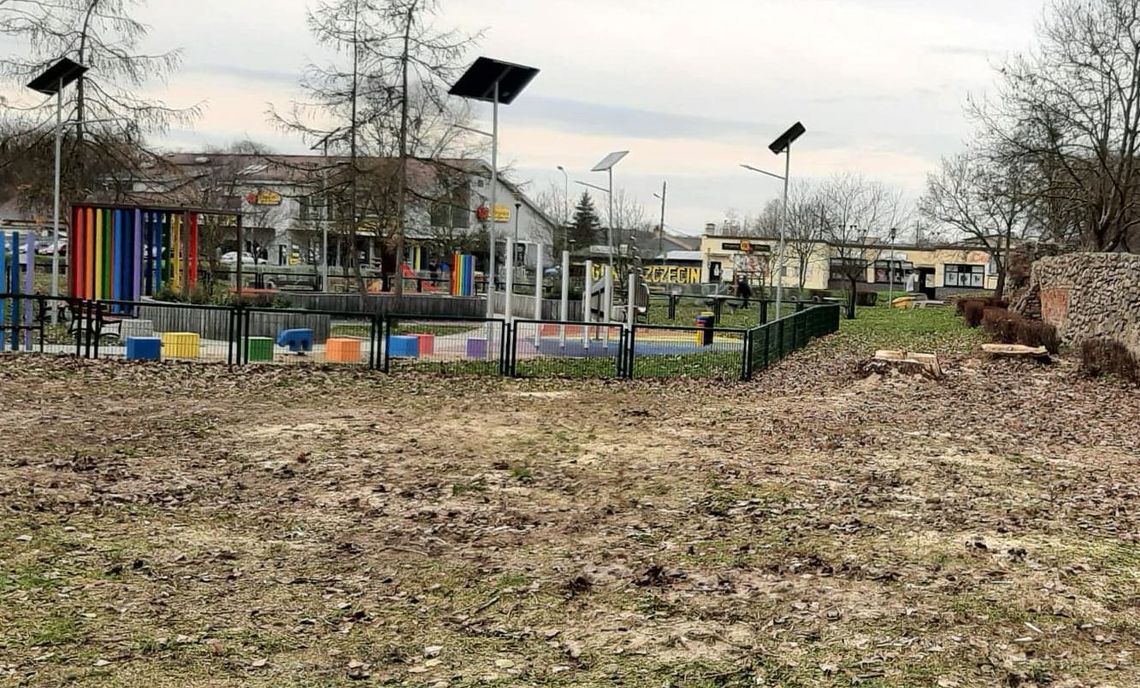 Wycięto trzy drzewa. Wiadomo jakie - odpowiedź z UMiG