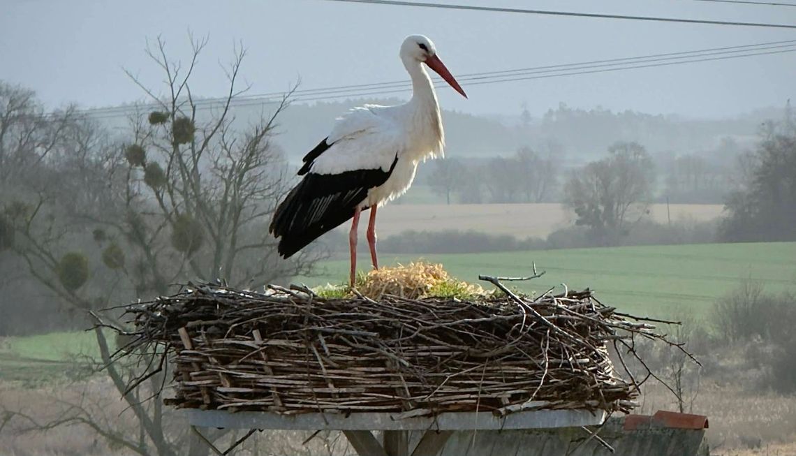 Wyjątkowy gość zamieszkał tuż przy Urzędzie Gminy. Symbol wiosny w pełnej krasie