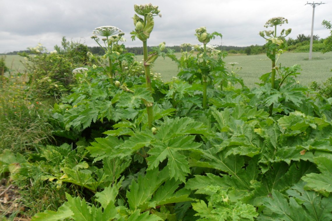 Wypowiadają wojnę barszczowi Sosnowskiego Wypowiadają wojnę barszczowi Sosnowskiego
