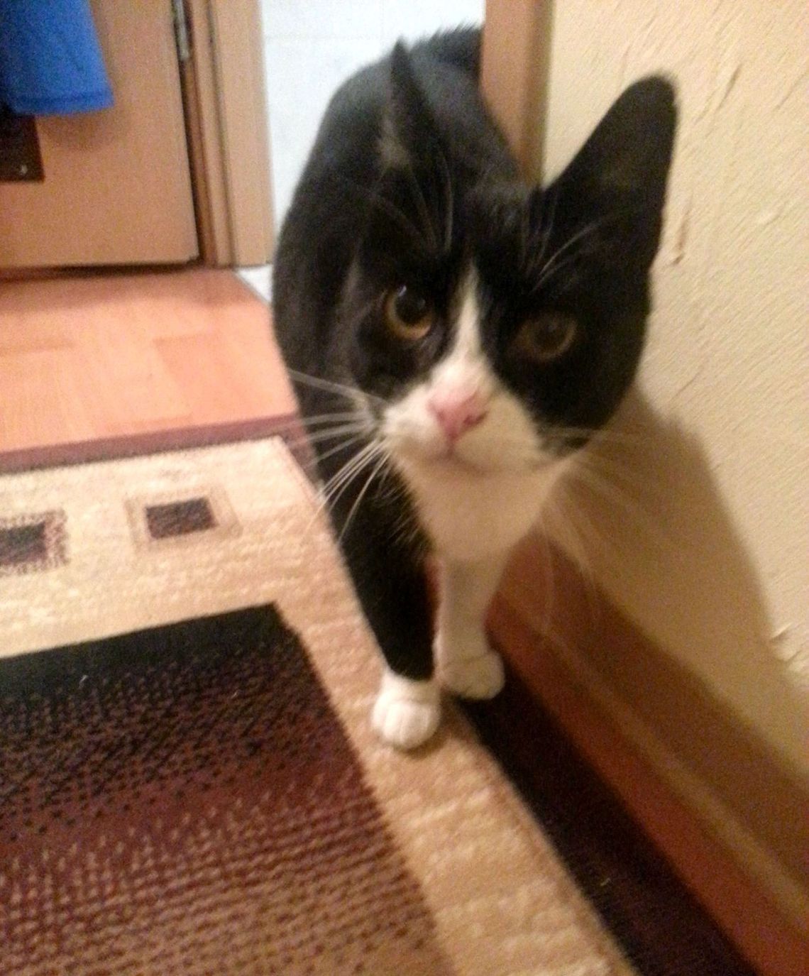 Wypuścić kota i po sprawie? Wypuścić kota i po sprawie?