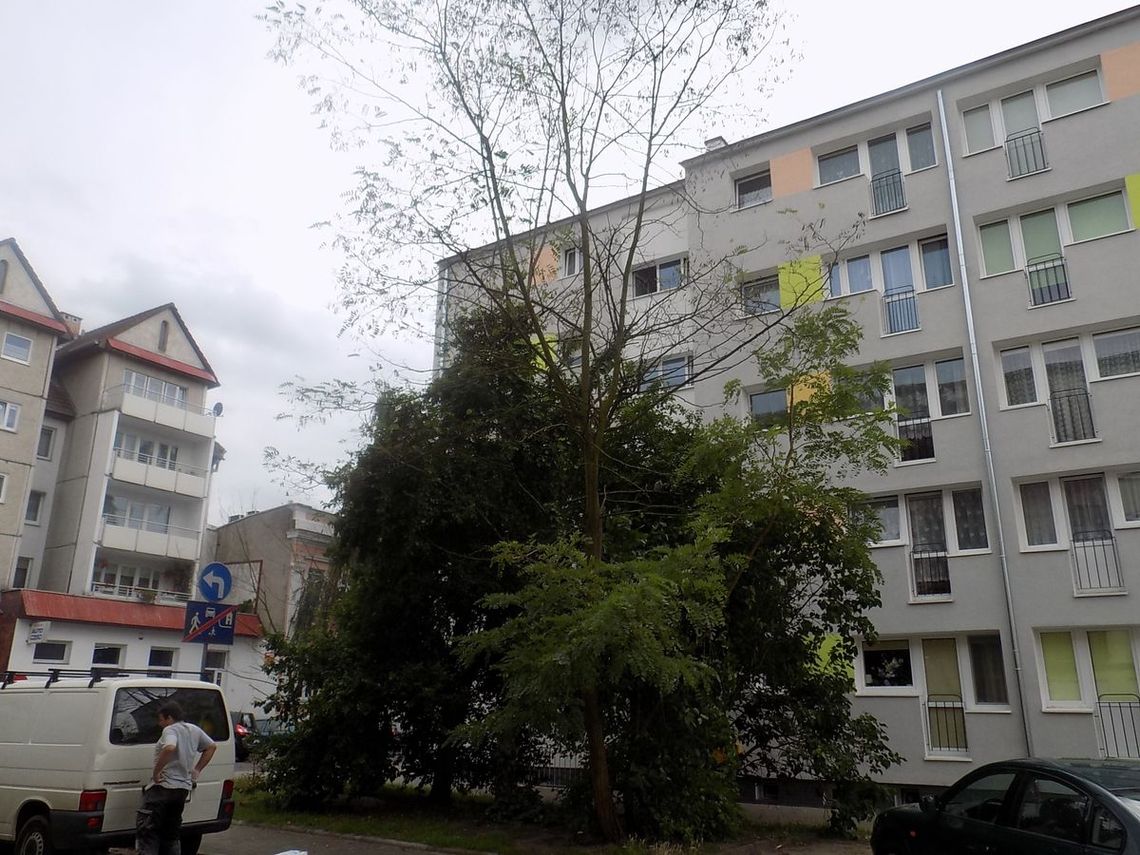 Wyschnięte stoją, zdrowe wycinają Wyschnięte stoją, zdrowe wycinają