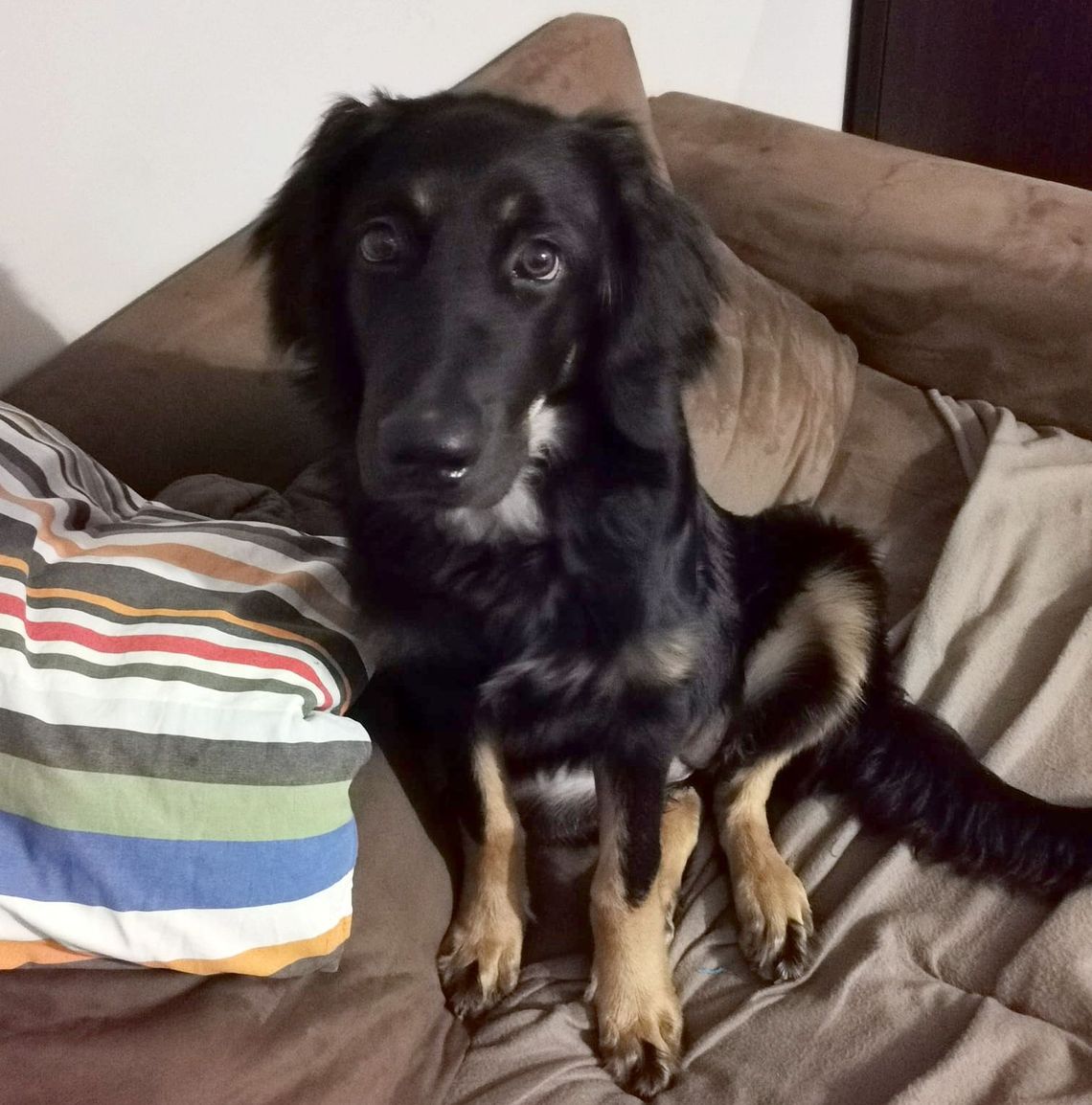 Wystraszyła się sylwestrowych fajerwerków. Za odnalezienie Rity przewidziana nagroda