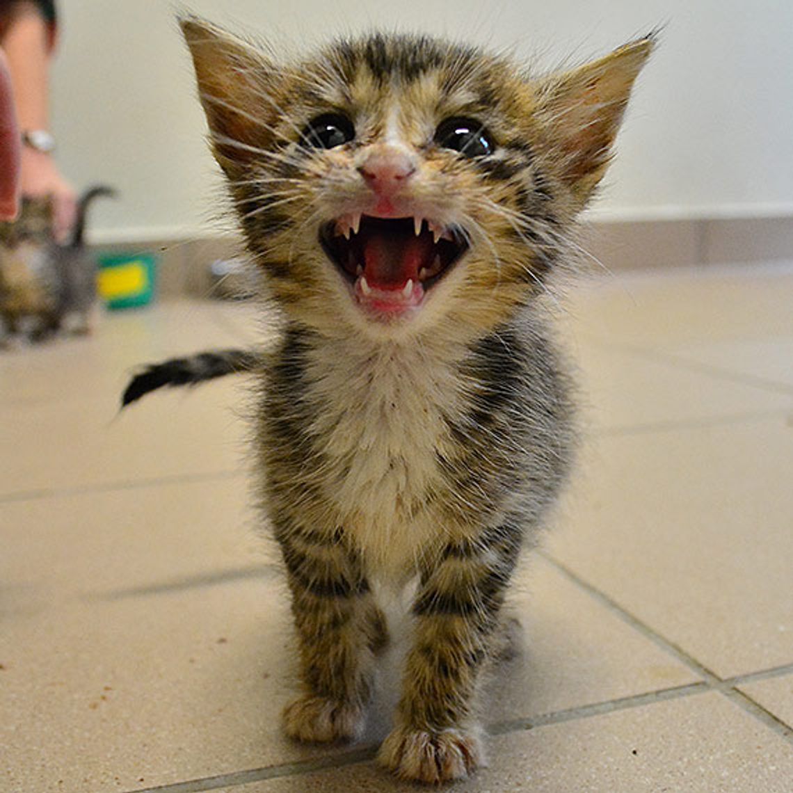 Zabił mi kolejnego kota - list czytelniczki Zabił mi kolejnego kota - list czytelniczki