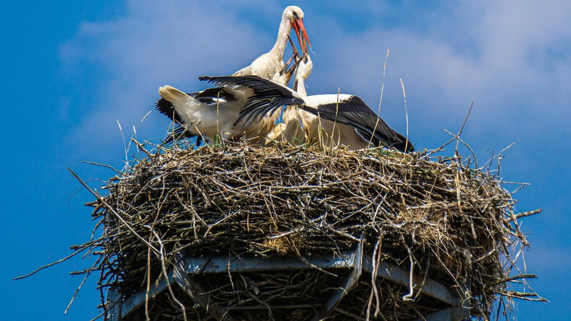 Bocianie powroty budzą emocje. Pierwsze bociany już sprzątają domy po morderczej trasie z Afryki