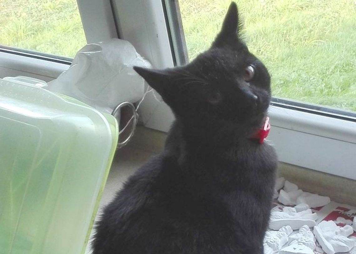 Zaginął czarny kot. Dzieci proszą o pomoc w odnalezieniu zwierzątka Zaginął czarny kot. Dzieci proszą o pomoc w odnalezieniu zwierzątka