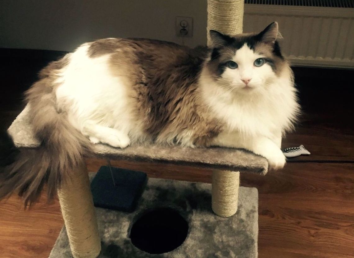 Zaginął kot. Właściciele proszą o pomoc