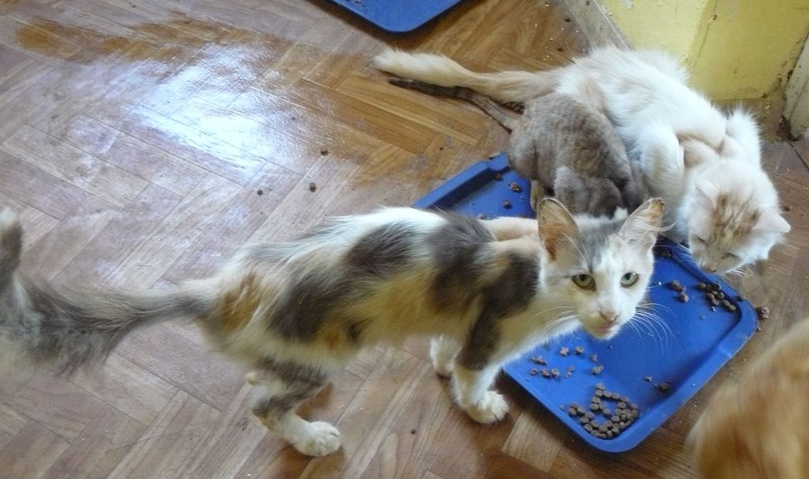 Zaginął kotek Zaginął kotek