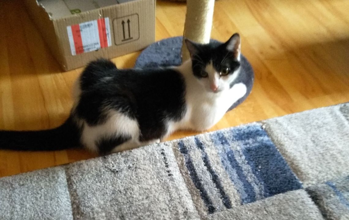 Zaginął kotek. Pomóżmy w jego odnalezieniu