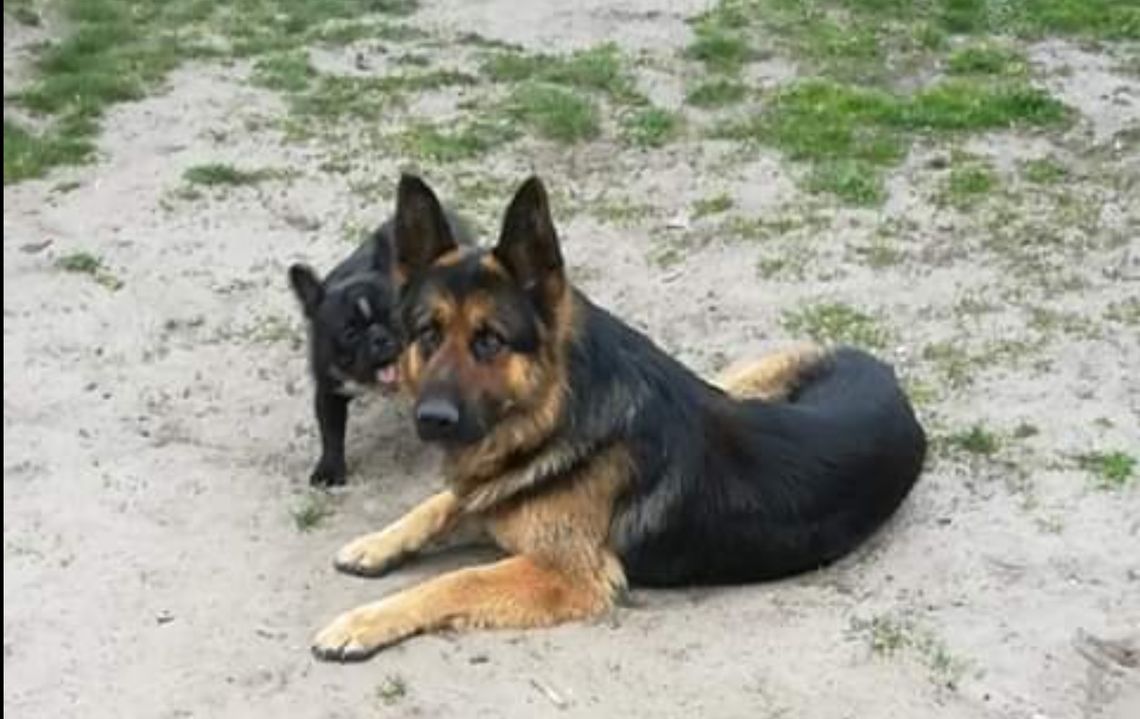 Zaginął owczarek niemiecki Zaginął owczarek niemiecki