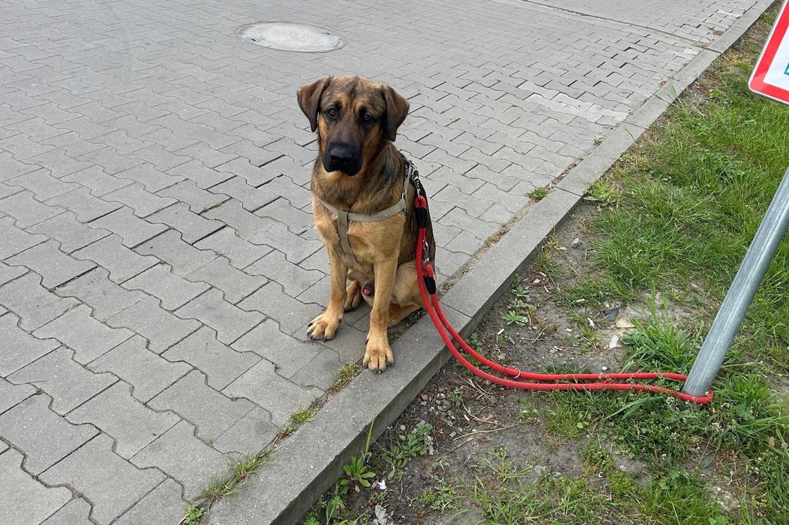 Zaginął pies o imieniu "Gruby". Prosimy o pomoc w znalezieniu