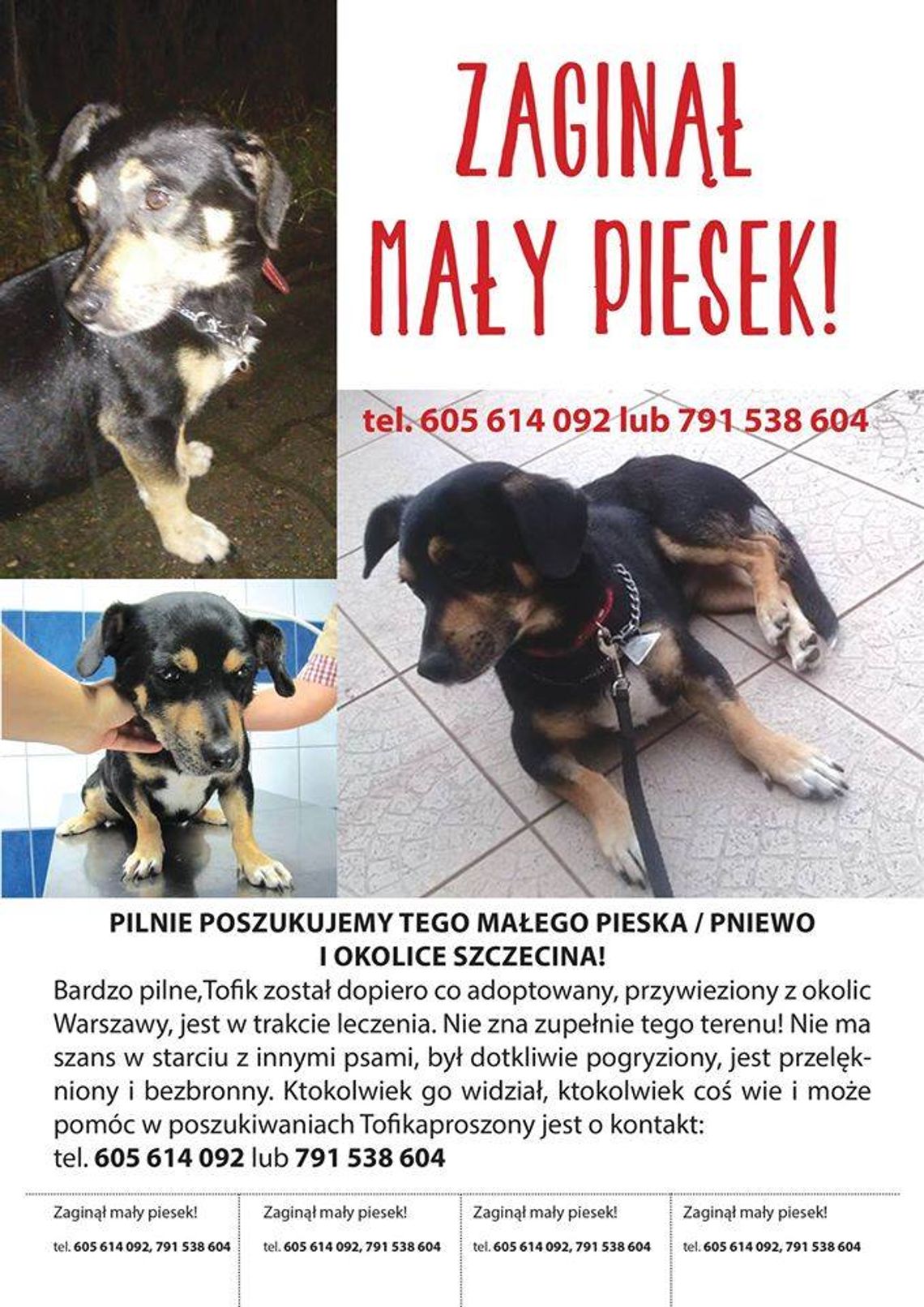 Zaginął Tofik po adopcji Zaginął Tofik po adopcji