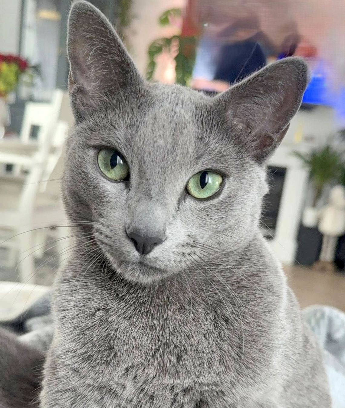 Zaginął ukochany kotek Drako. Dzieci są zrozpaczone