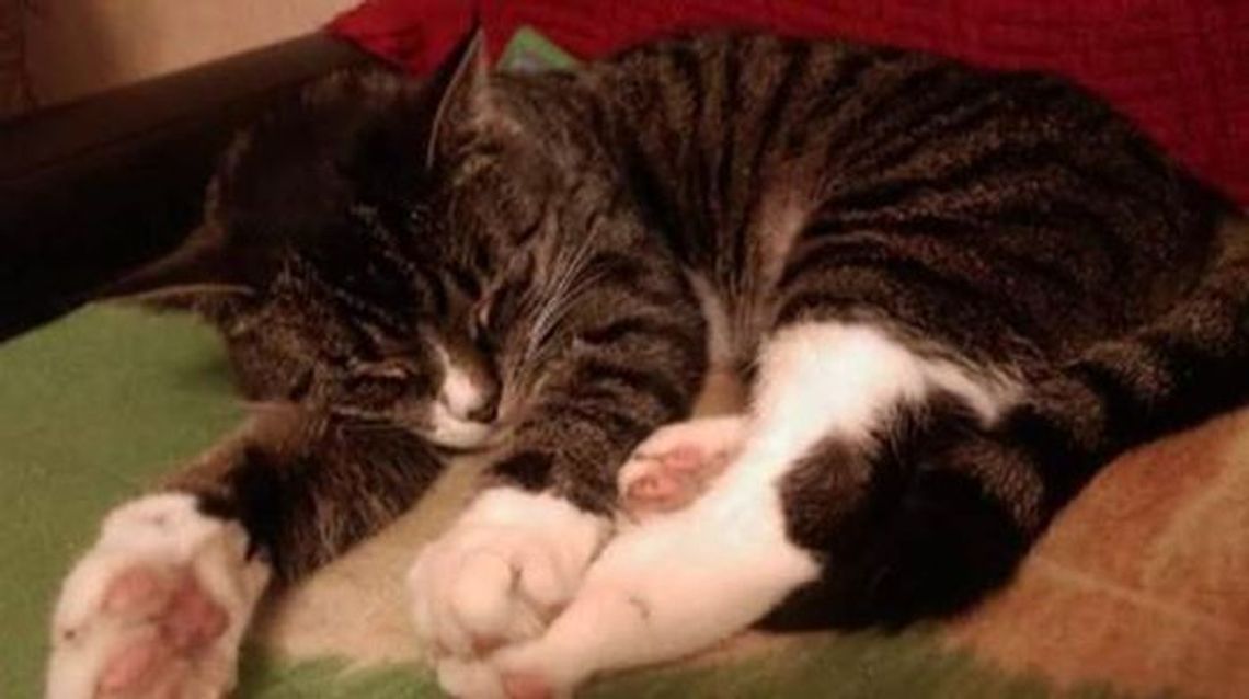 Zaginęła kotka. Czy ktoś ją widział? Zaginęła kotka. Czy ktoś ją widział?