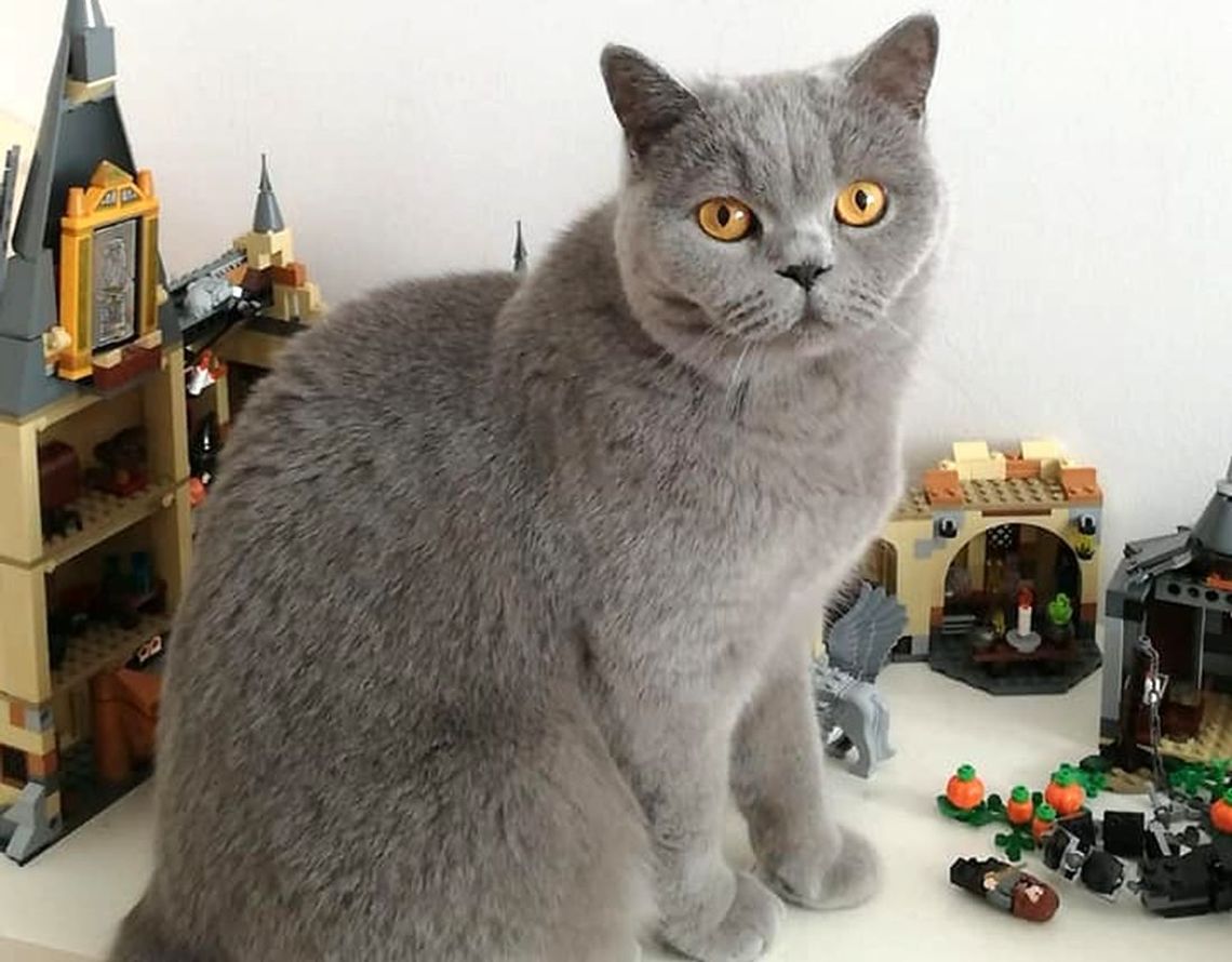 Zaginęła kotka. Dla znalazcy przewidziana jest nagroda