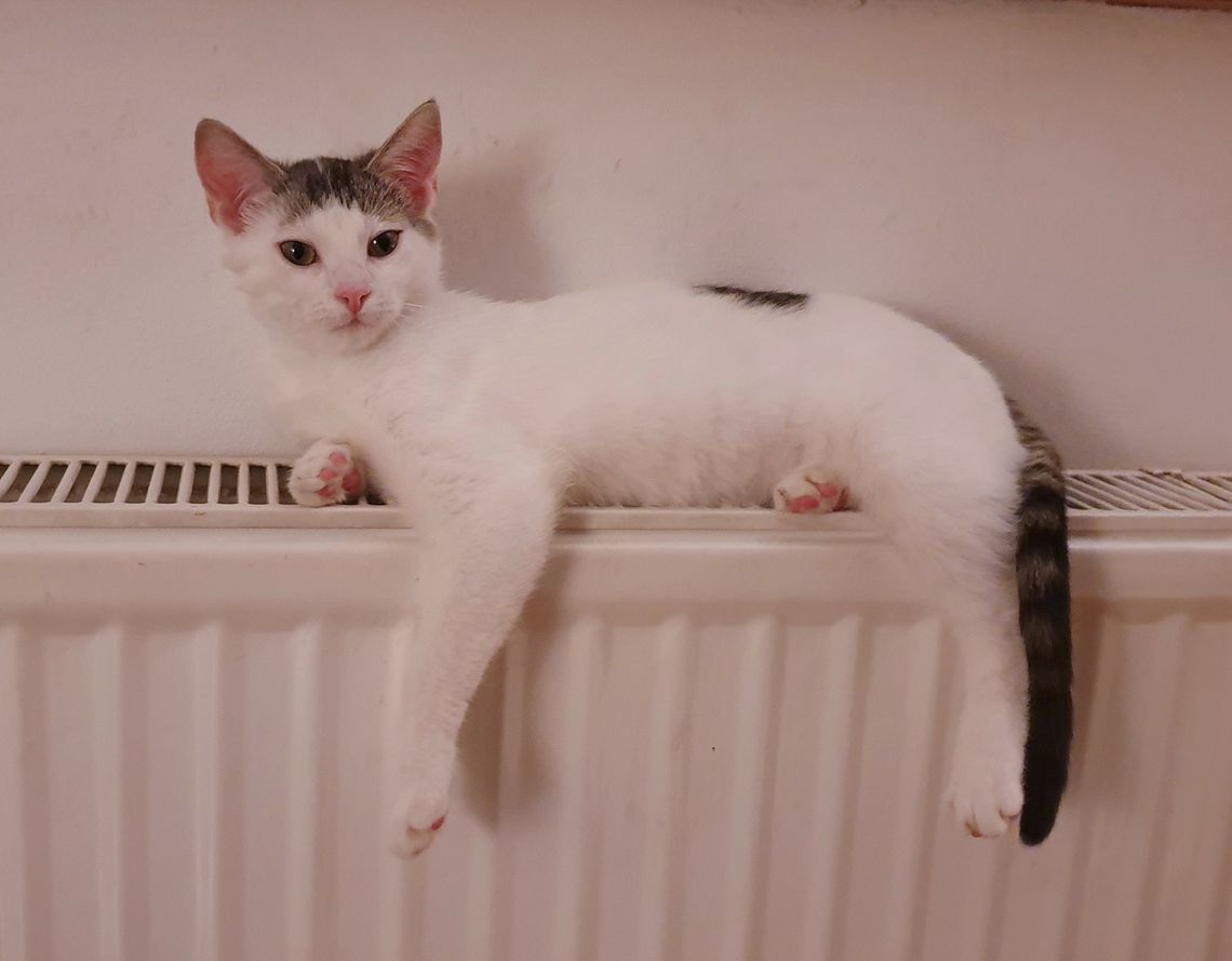 Zaginęła kotka. Właściciele proszą o pomoc