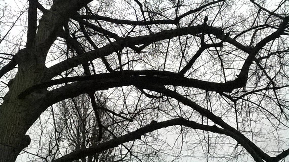 Zagrożenie w parku Zagrożenie w parku