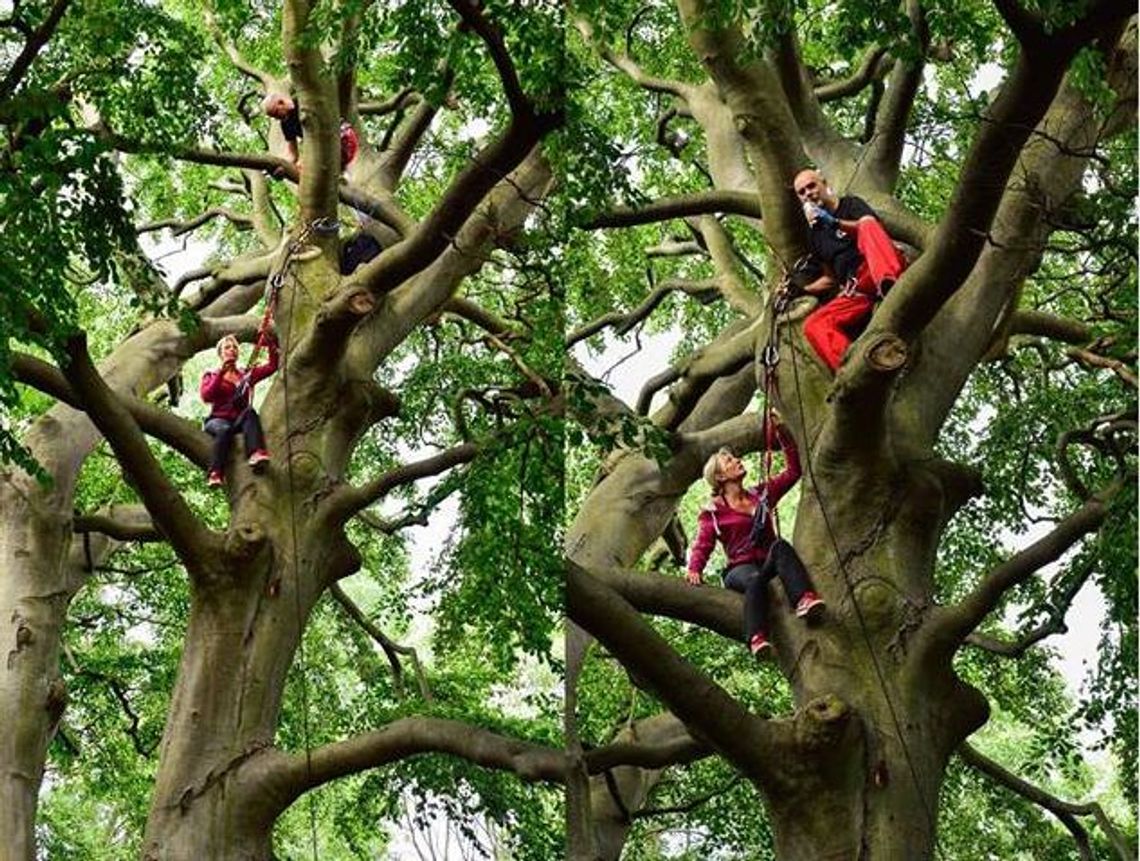 Zajęcie poprowadzą w koronie drzewa Zajęcie poprowadzą w koronie drzewa