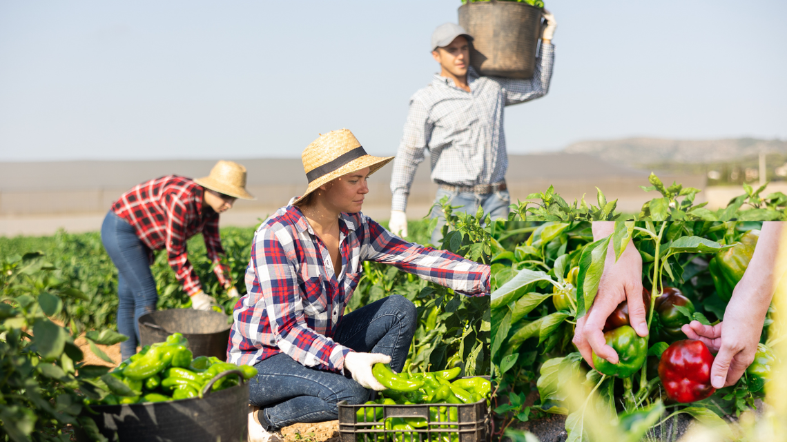 Nie organizują samozbiorów, bo... VAT. Rolnicy ponieśli koszty, które nie zostały im zrekompensowane Nie organizują samozbiorów, bo... VAT. Rolnicy ponieśli koszty, które nie zostały im zrekompensowane