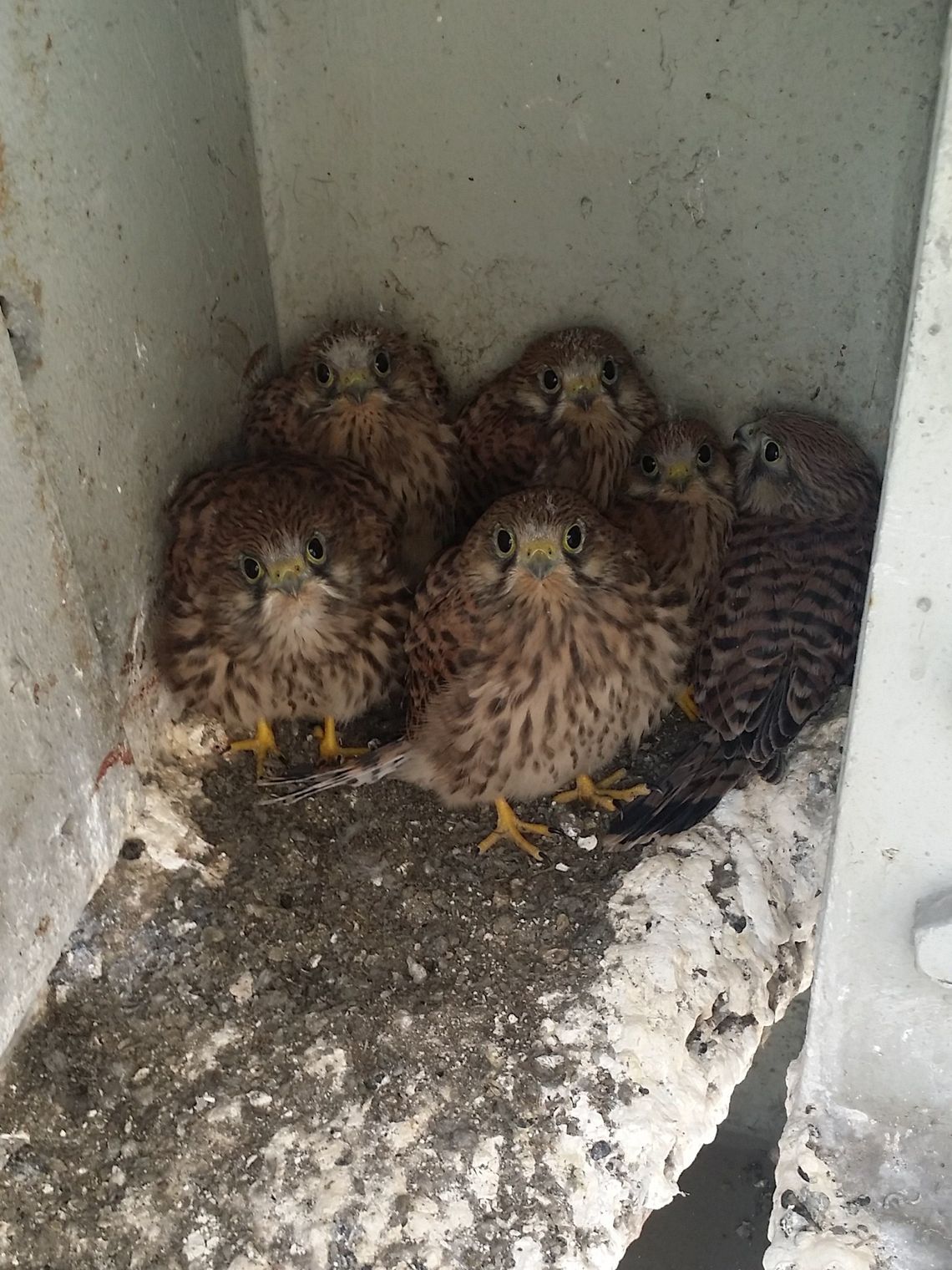 Zamieszkały na terenie elektrowni Zamieszkały na terenie elektrowni