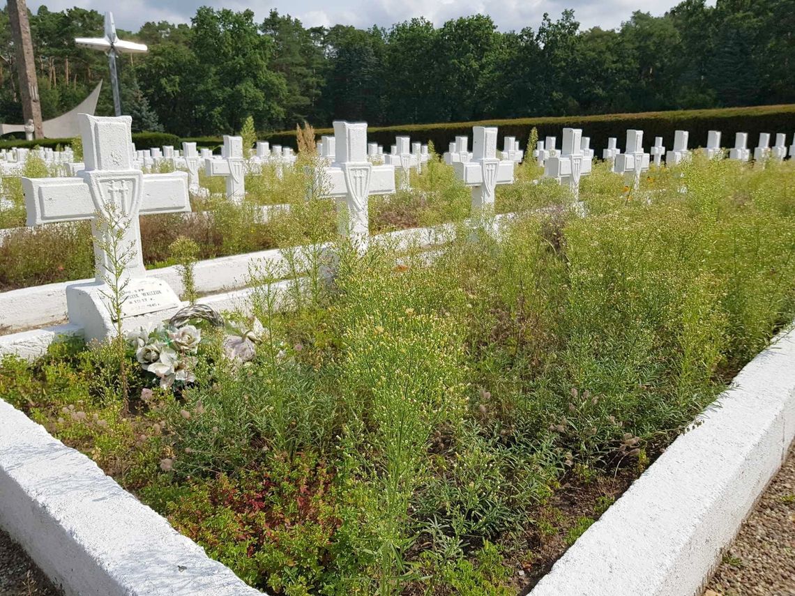 Zaniedbany cmentarz – pomnik historii wymaga szczególnej uwagi [FOTO]