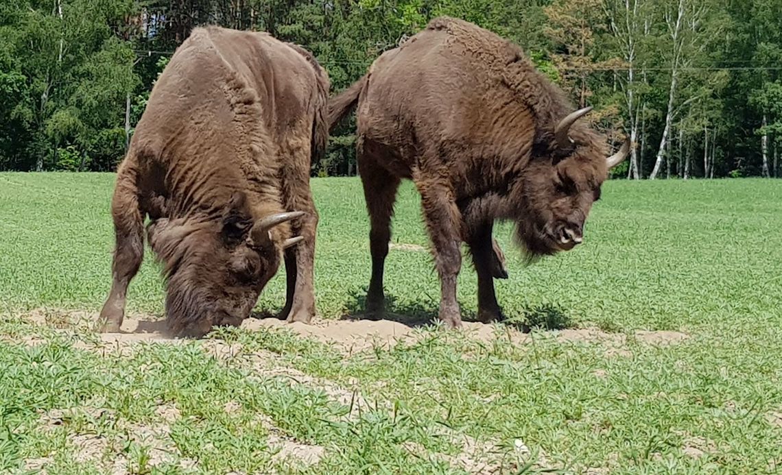 Zaniepokojony żubr potrząsa głową, kręci ogonem i grzebie przednimi racicami w ziemi Zaniepokojony żubr potrząsa głową, kręci ogonem i grzebie przednimi racicami w ziemi