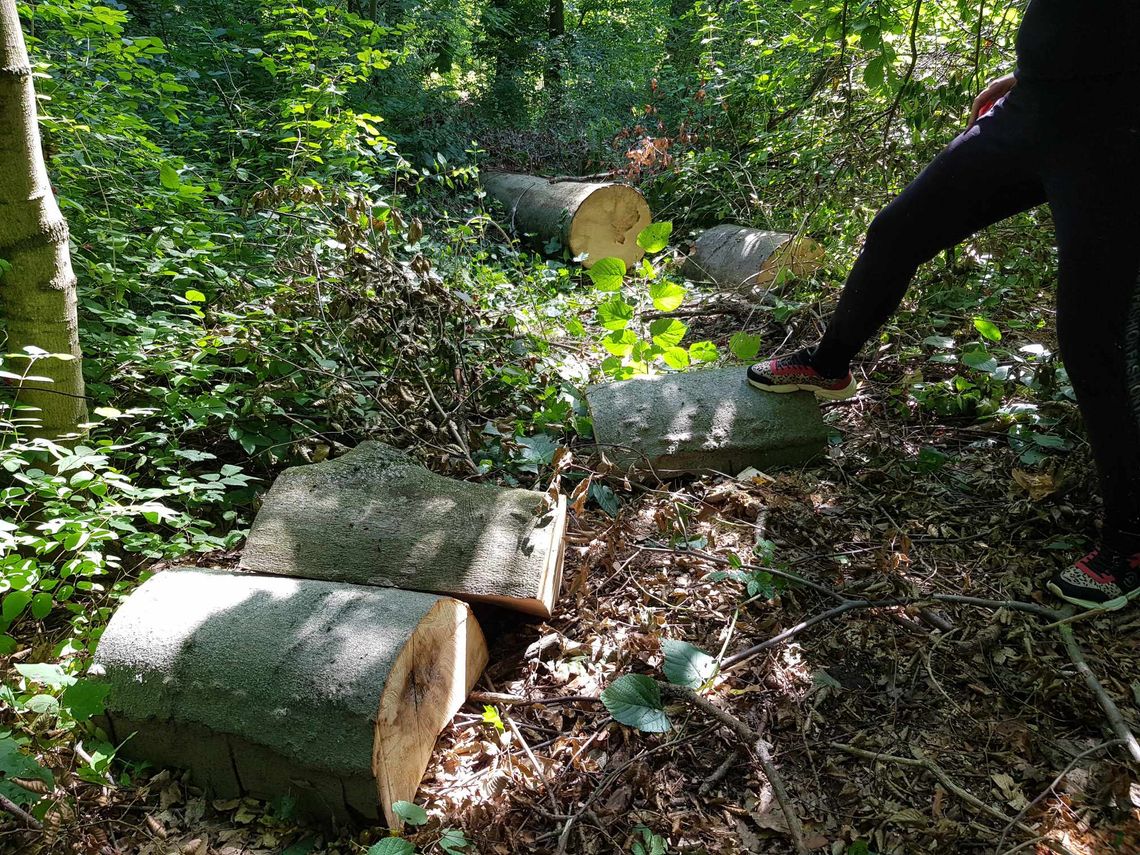 Zapomniany, zaniedbany, znikający… zabytkowy park. Kto go uratuje?