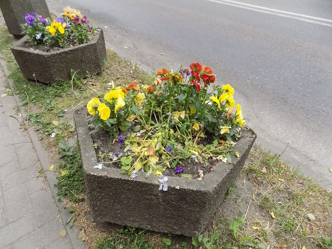 Zapomnieli o podlewaniu i uschły