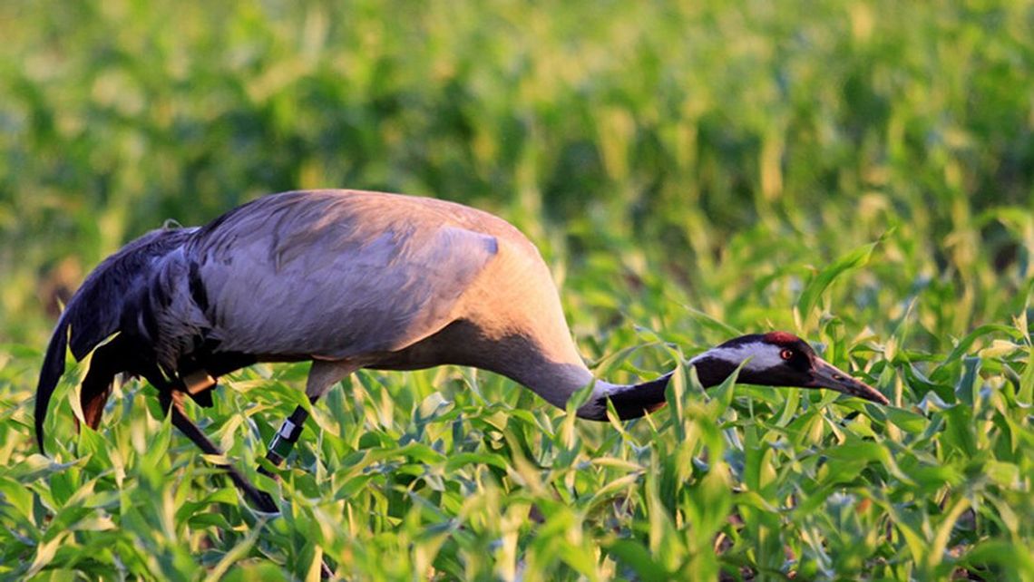 Zapraszamy na "Dzień żurawia" Zapraszamy na "Dzień żurawia"