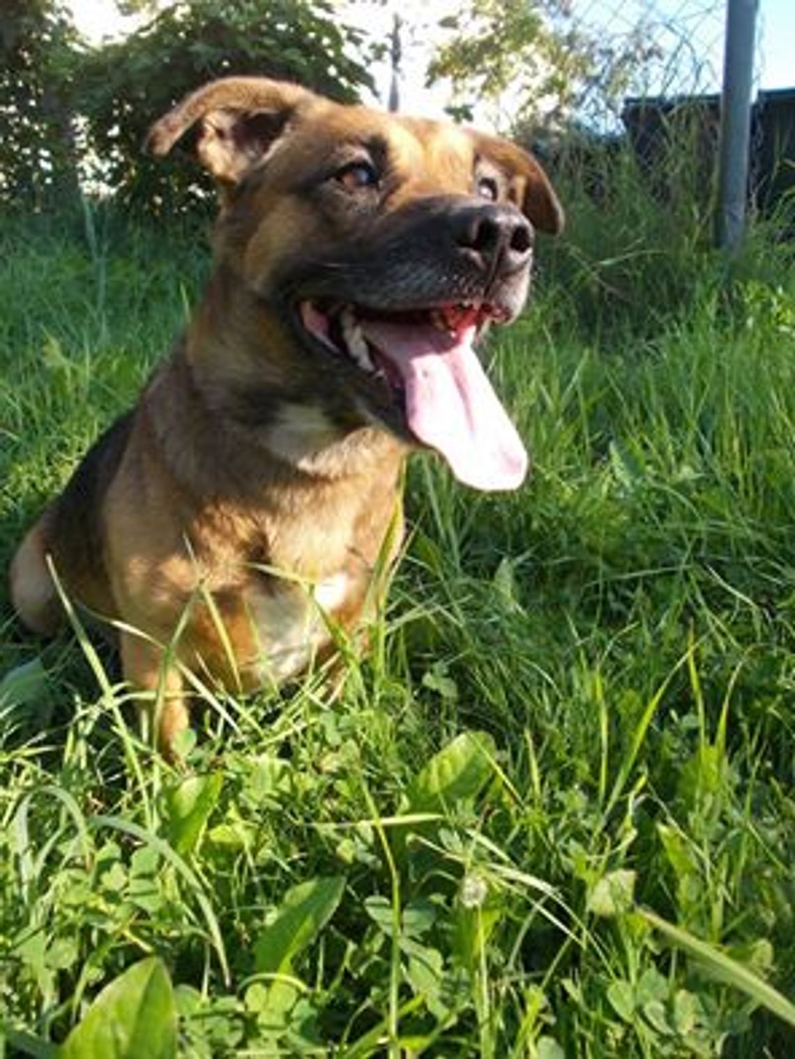 Zapraszamy na pierwszą w historii Gryfina Grę Miejską z Psem! Zapraszamy na pierwszą w historii Gryfina Grę Miejską z Psem!