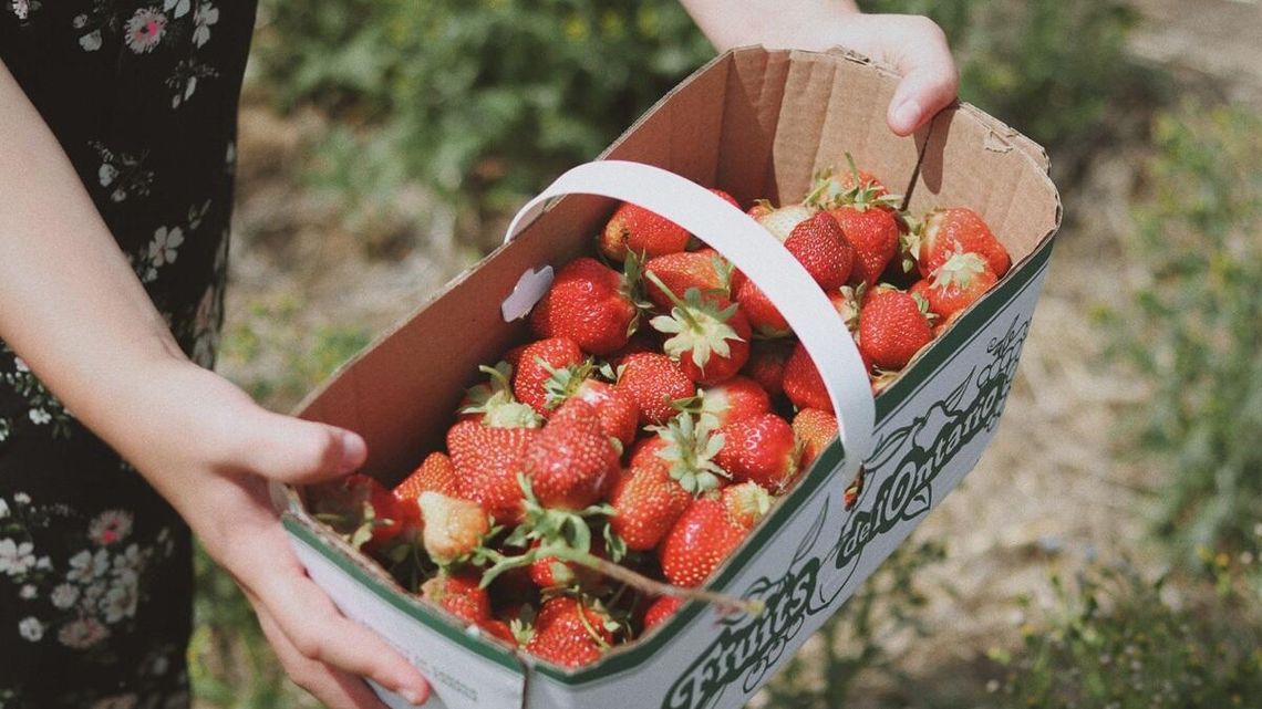 Jak zarobić na truskawkach? Lepiej zbierać, czy sprzedawać? Jak zarobić na truskawkach? Lepiej zbierać, czy sprzedawać?