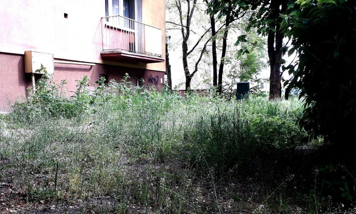 Zarośnięte Gryfino. Mamy jednak czasy epidemii Zarośnięte Gryfino. Mamy jednak czasy epidemii