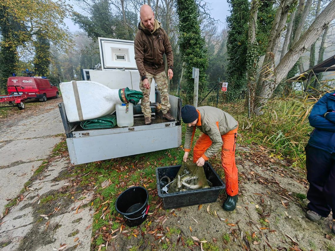 Zarybiali jezioro. Do akwenu trafiło 256 kg szczupaka [ZDJĘCIA]