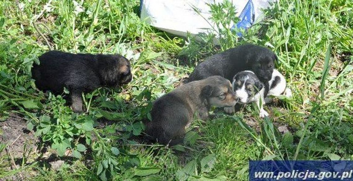 Zarzuty za podrzucenie szczeniaków w lesie. Grozi do 5 lat pozbawienia wolności