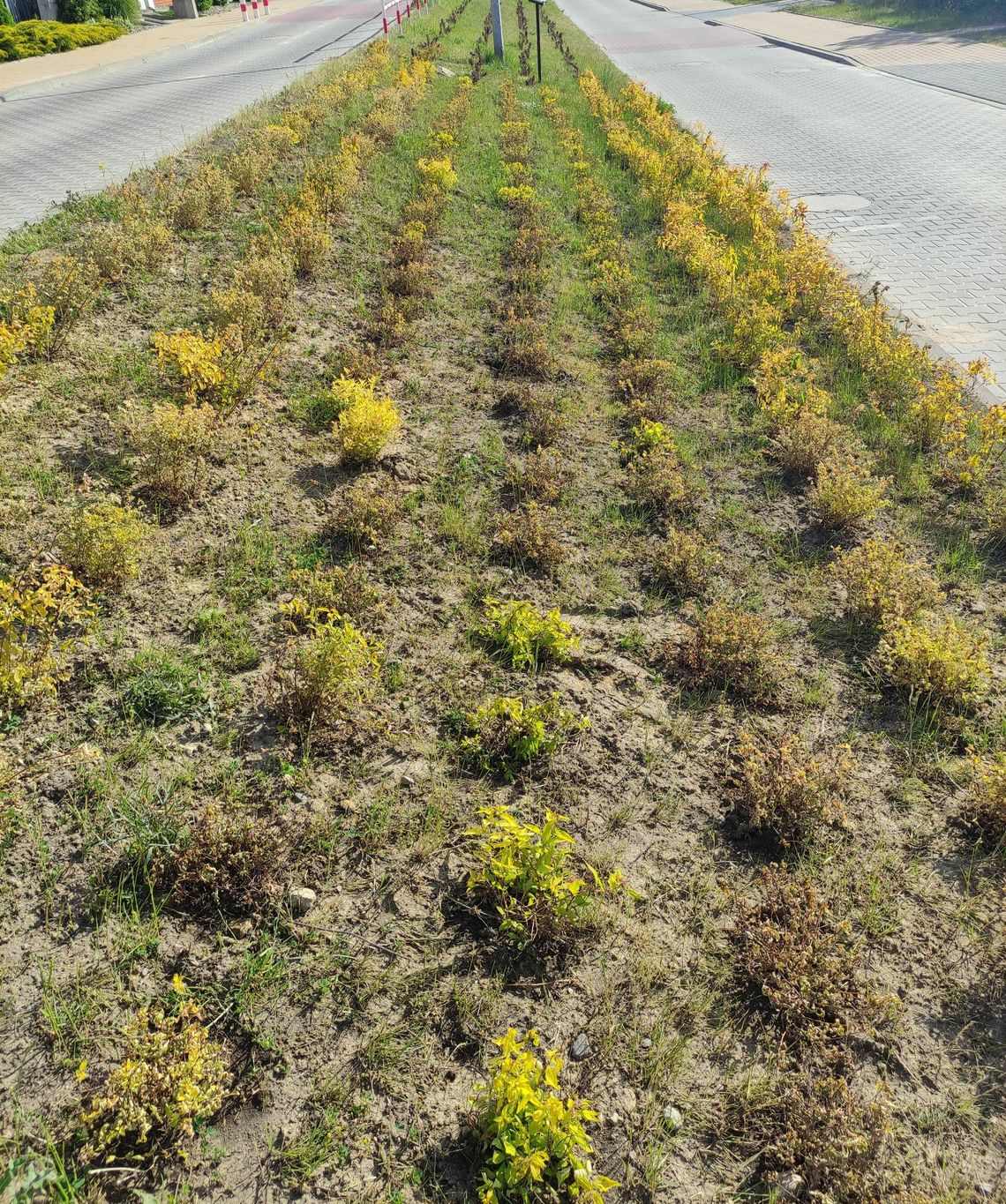 Zasadzili za pieniądze, a teraz rośliny schną