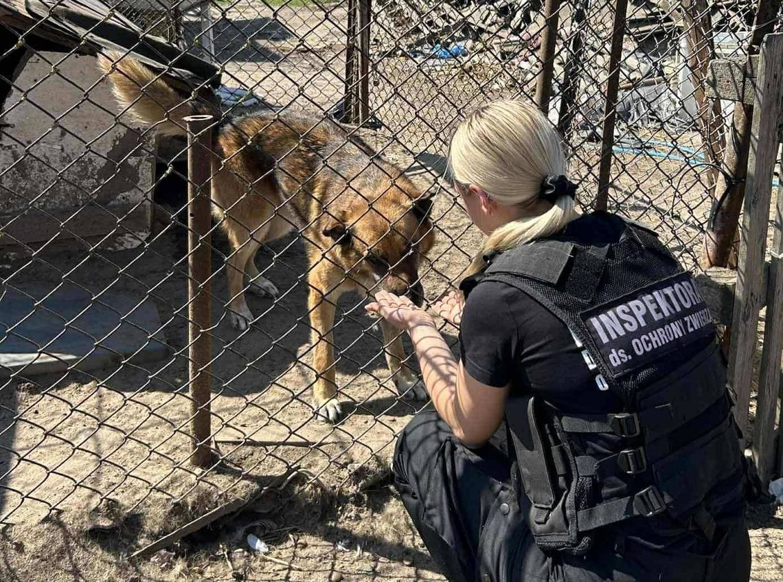 Zastopowali utrzymywanie psów na uwięzi. Jakie mają być kojce i wyjątki? Zastopowali utrzymywanie psów na uwięzi. Jakie mają być kojce i wyjątki?